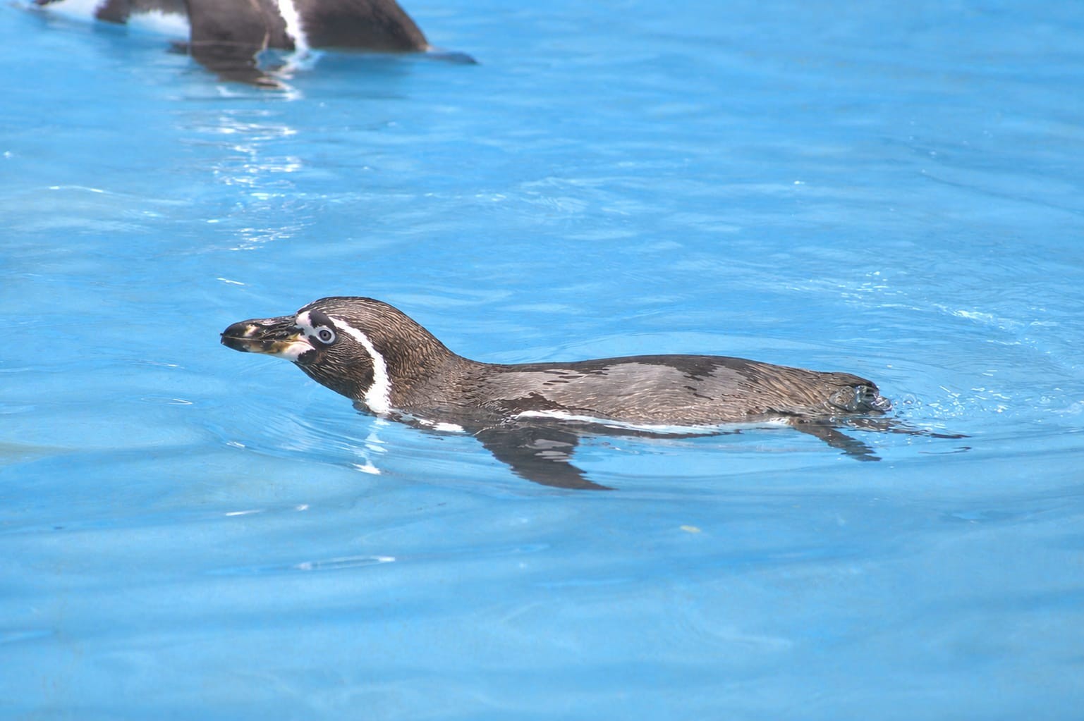 Más muertes en el Zoológico de León: confirman la muerte de un pingüino
