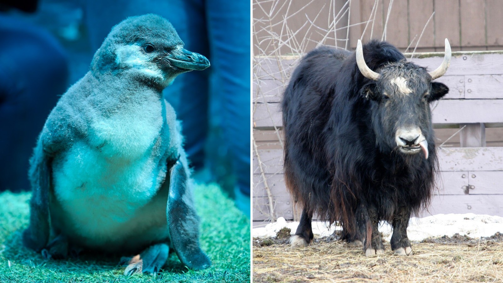 Más muertes en el Zoológico de León: investigan qué ocurrió con un pingüino y un yak