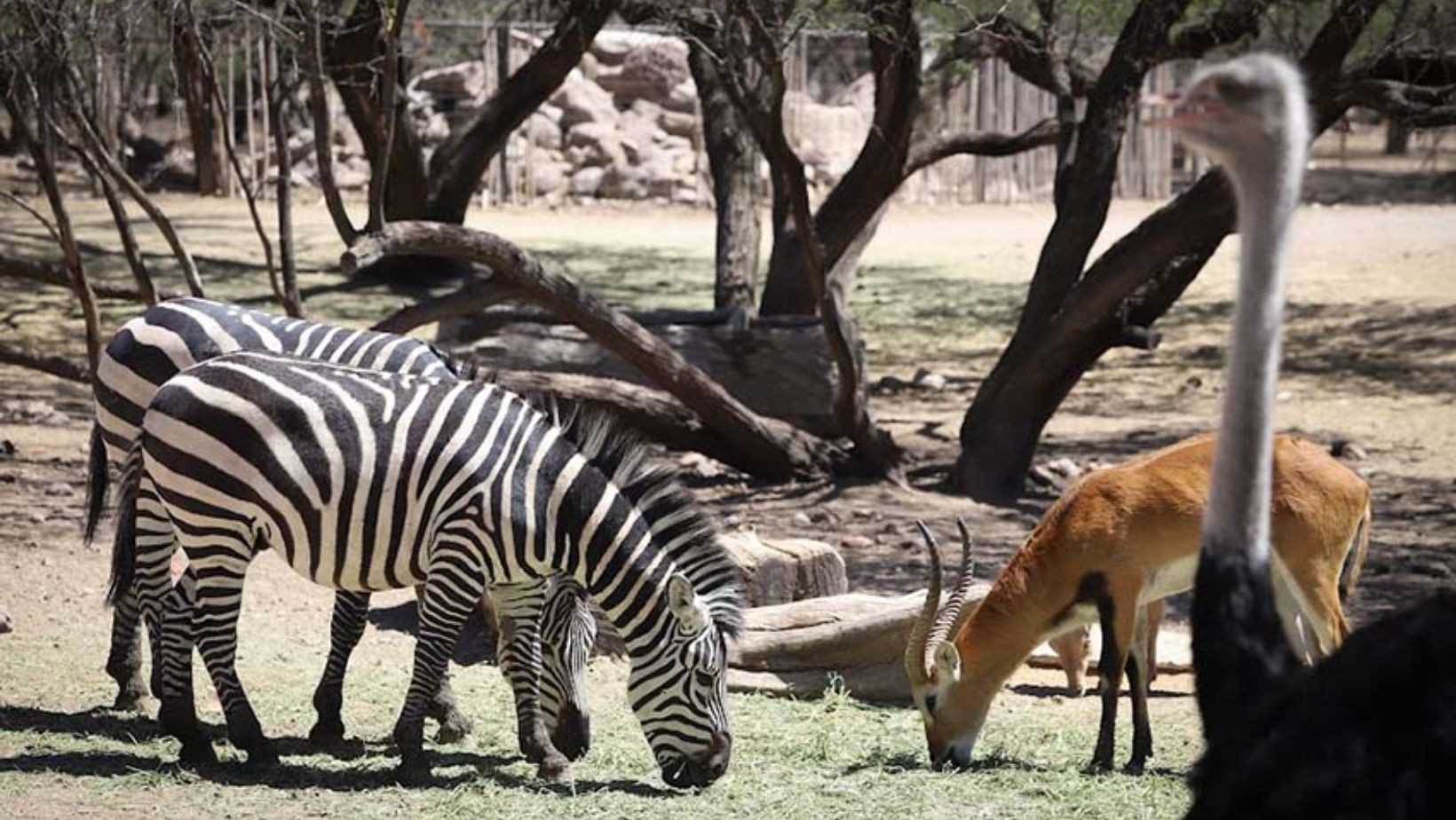Alejandra Gutiérrez defiende gestión del Zoo León