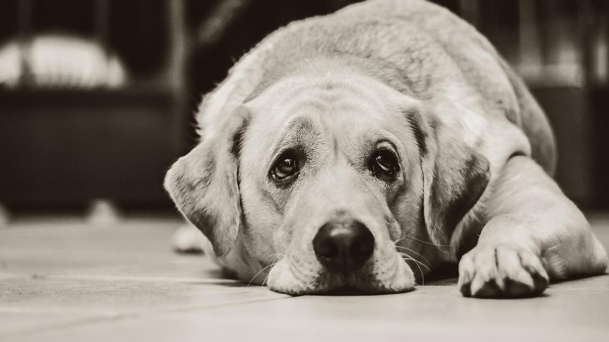 Abandono de mascotas mantiene al Centro de Control Animal de León al límite