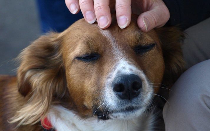Guanajuato busca castigar el maltrato animal con cambios al Código Penal
