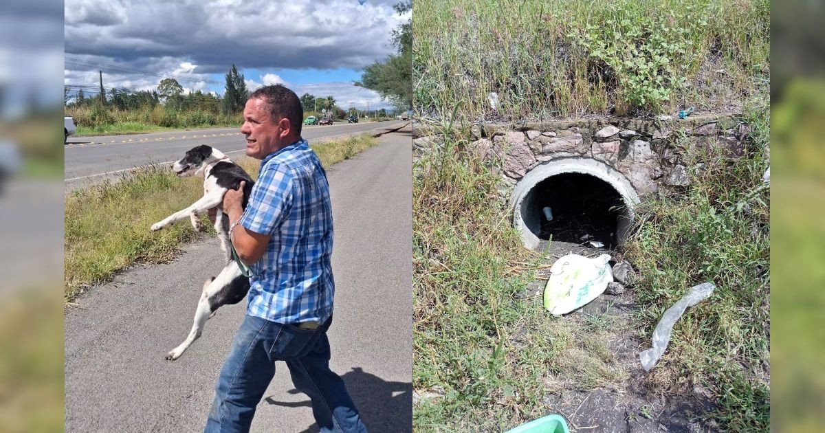 Rescatan a “Princesa”, perrita que vivió medio año dentro de un drenaje en León