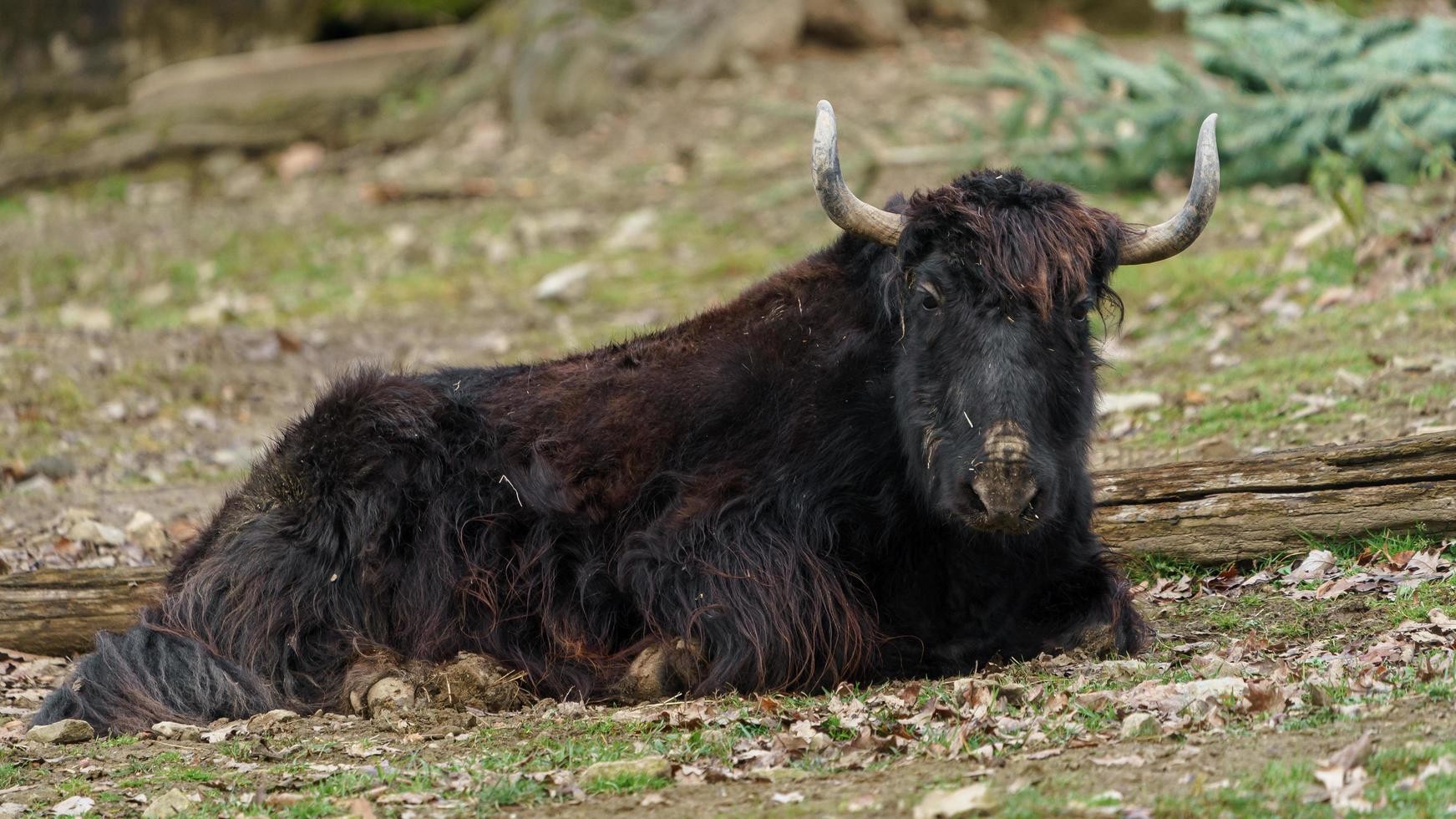 Zoológico de León negó la muerte de un yak, pero la PROFEPA confirma que sí ocurrió