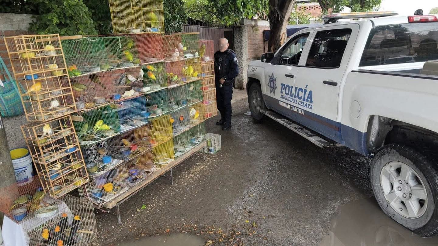 Aseguran 93 aves por presunta venta ilegal en Celaya