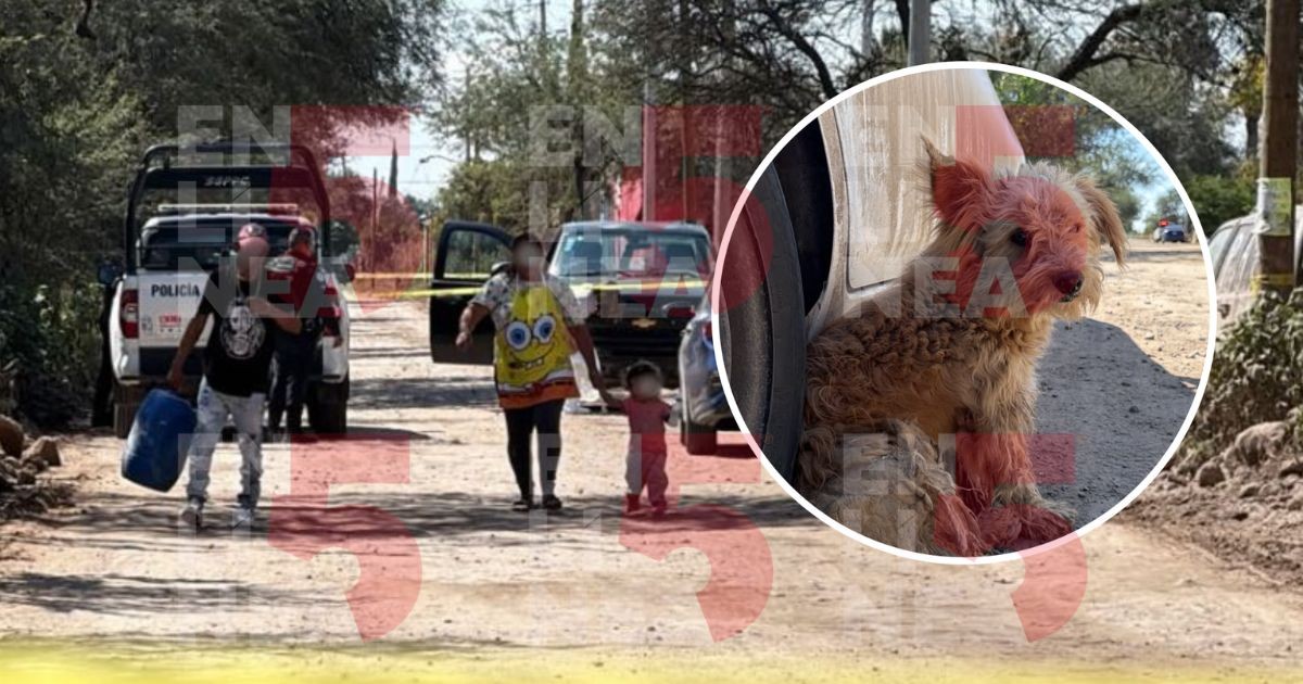 Perrito arrastraba una bolsa negra en León; una familia descubrió que contenía un feto