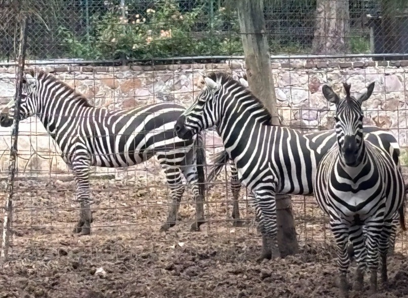 Muere cebra de más de 16 años en el Zoo León; esperan resultados de la necropsia