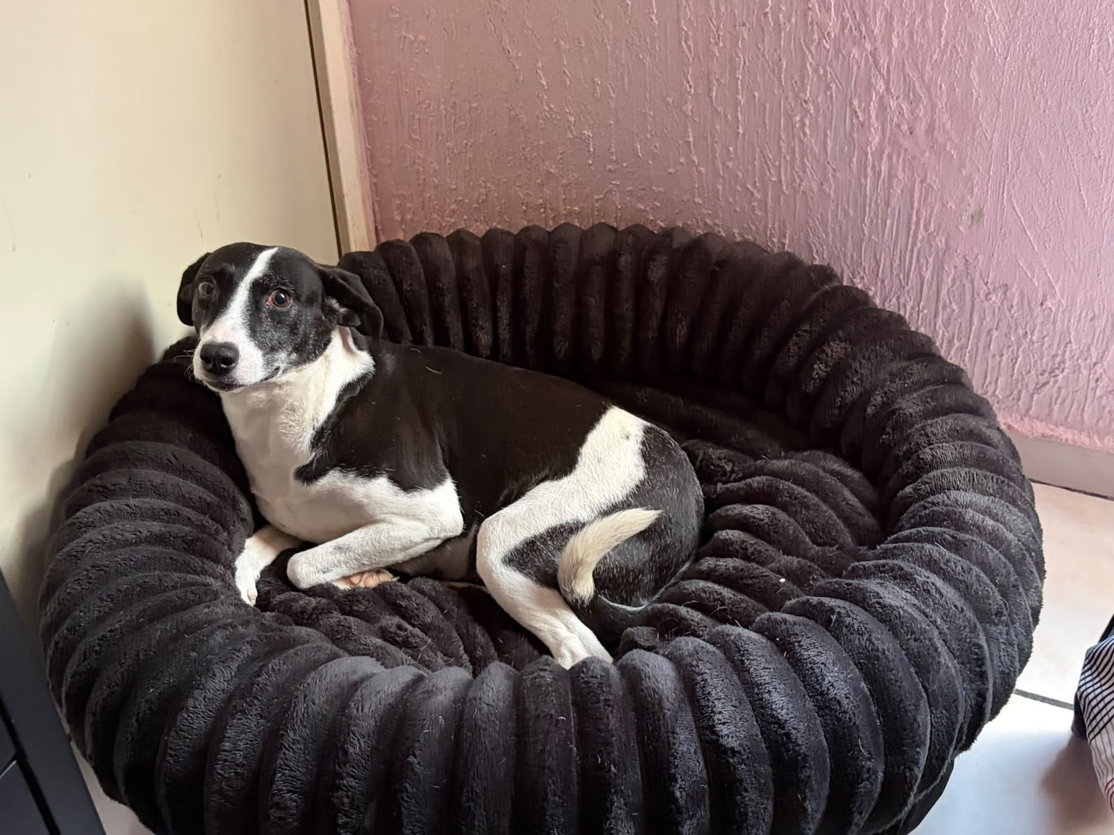 Adoptan a perrita rescatada que vivía en un drenaje en León Adoptan a perrita rescatada que vivía en un drenaje en León