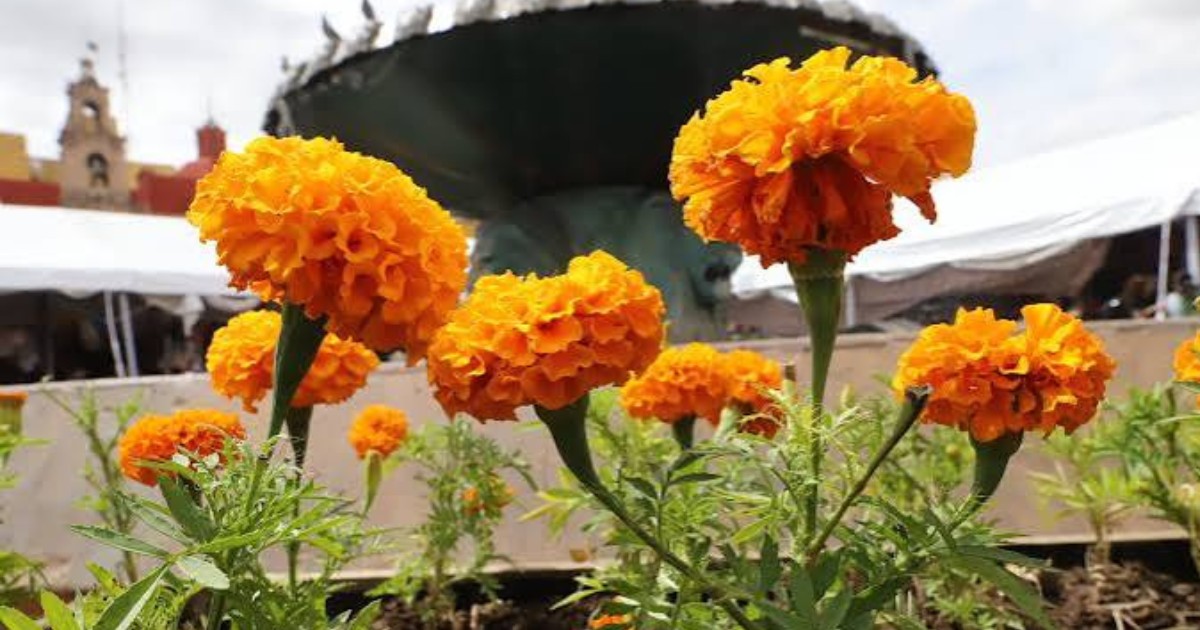 ¡Llévate flores de cempasúchil a cambio de reciclaje en el Miércoles Ciudadano de León!