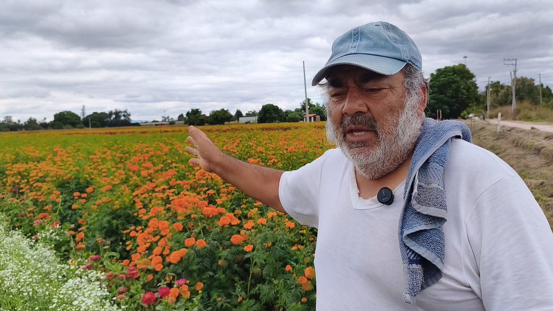 Productores de flores de Comonfort, en riesgo por el paso del tren de pasajeros