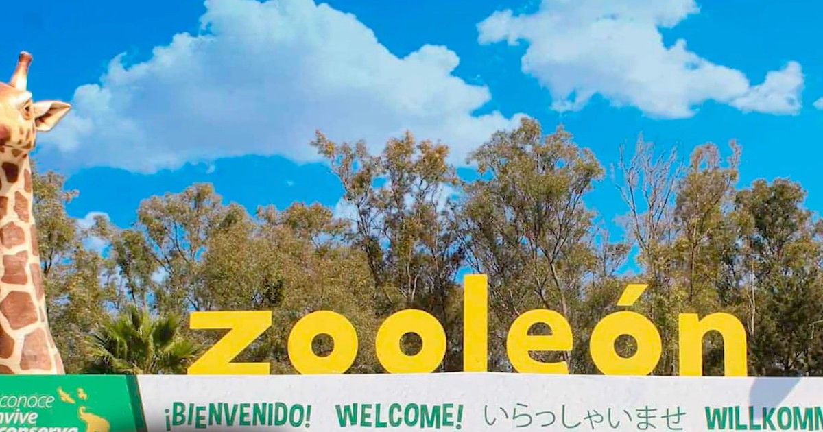 Exfuncionario del Zoo León, a un paso de ser sancionado por acoso a veterinarias