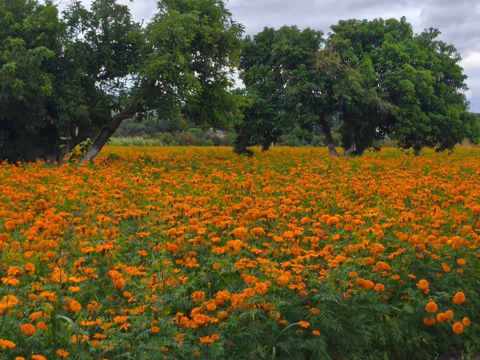 Familia Hernández Rubio llena de naranja los campos de Comonfort con el cultivo de cempasúchil