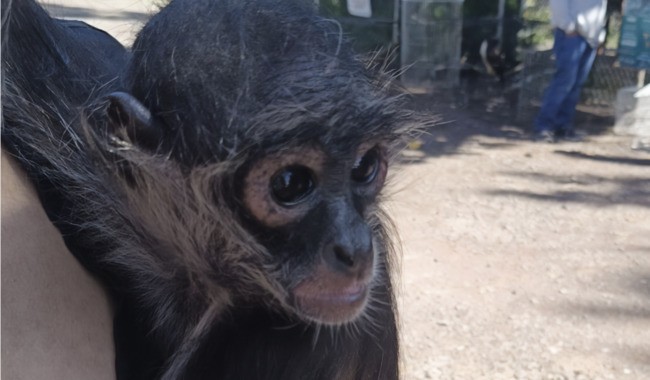 Mono araña llega a zoológico de Moroleón tras descartar su liberación