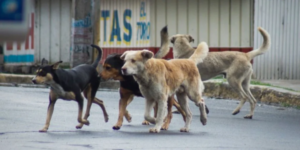 Mordeduras de perros