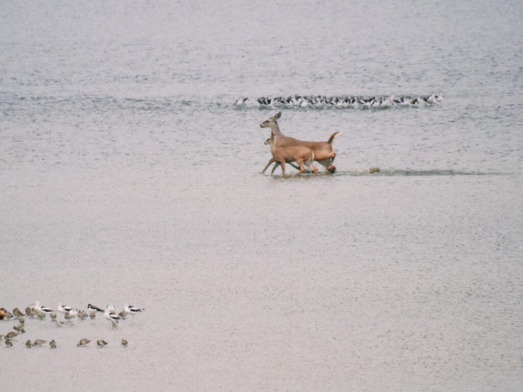 Captan venados Cola Blanca paseando en el Metropolitano de León