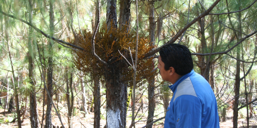 En León 8 de cada 10 árboles están contaminados de muérdago: ambientalistas