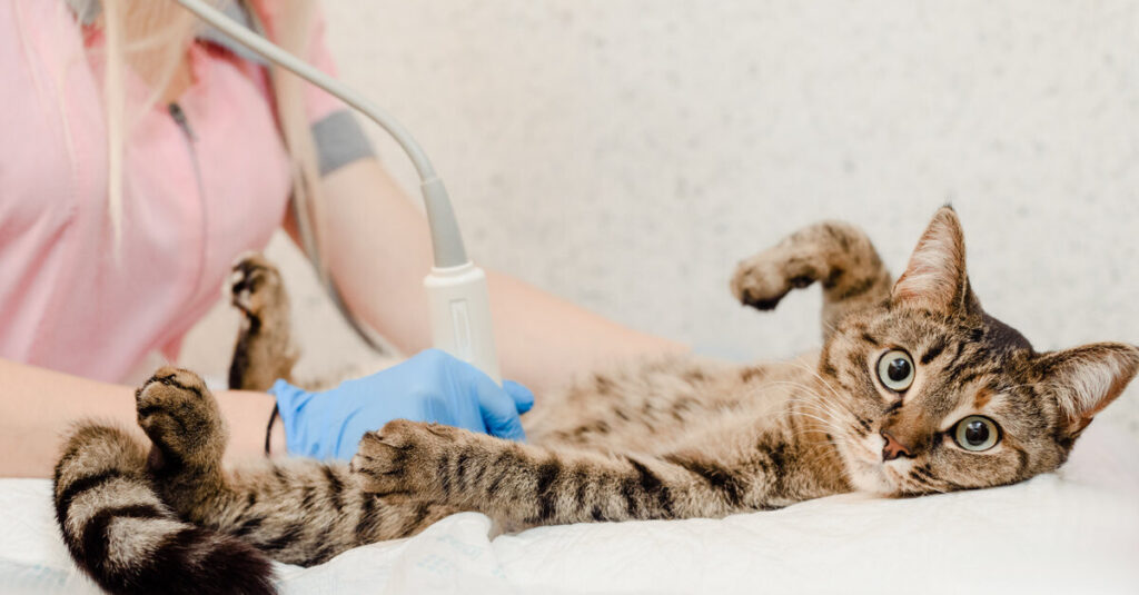 Rescate de gatos incrementa en un 40% en León