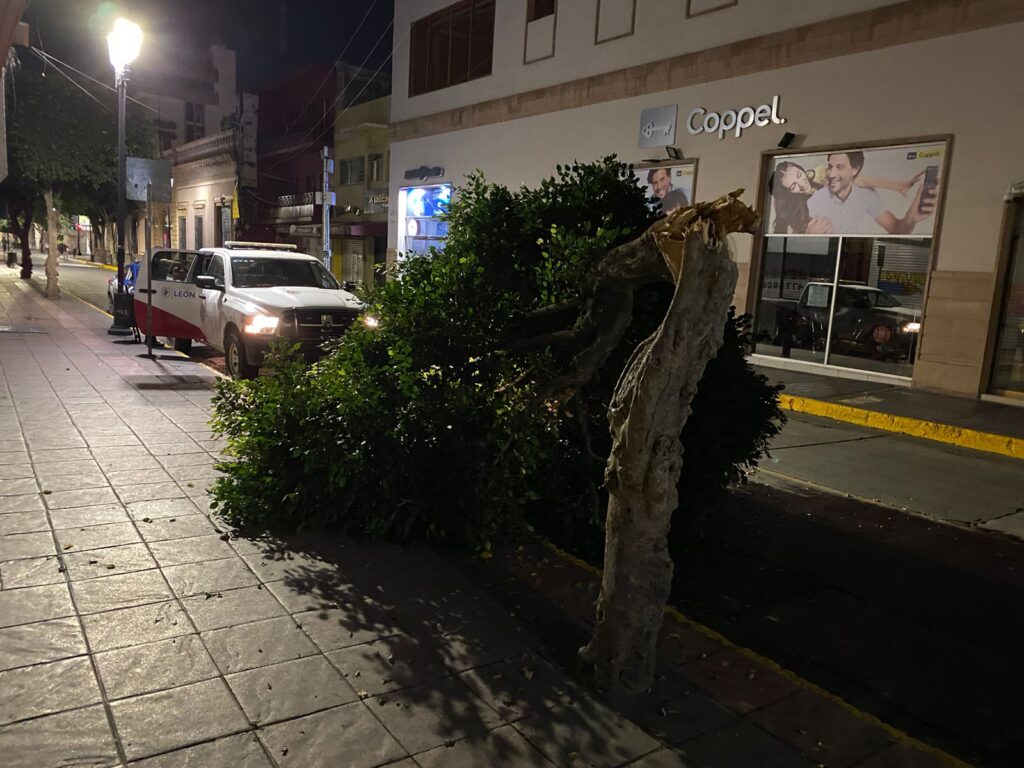 Aclara Municipio tala de árbol afuera de Plaza de la Tecnología en León