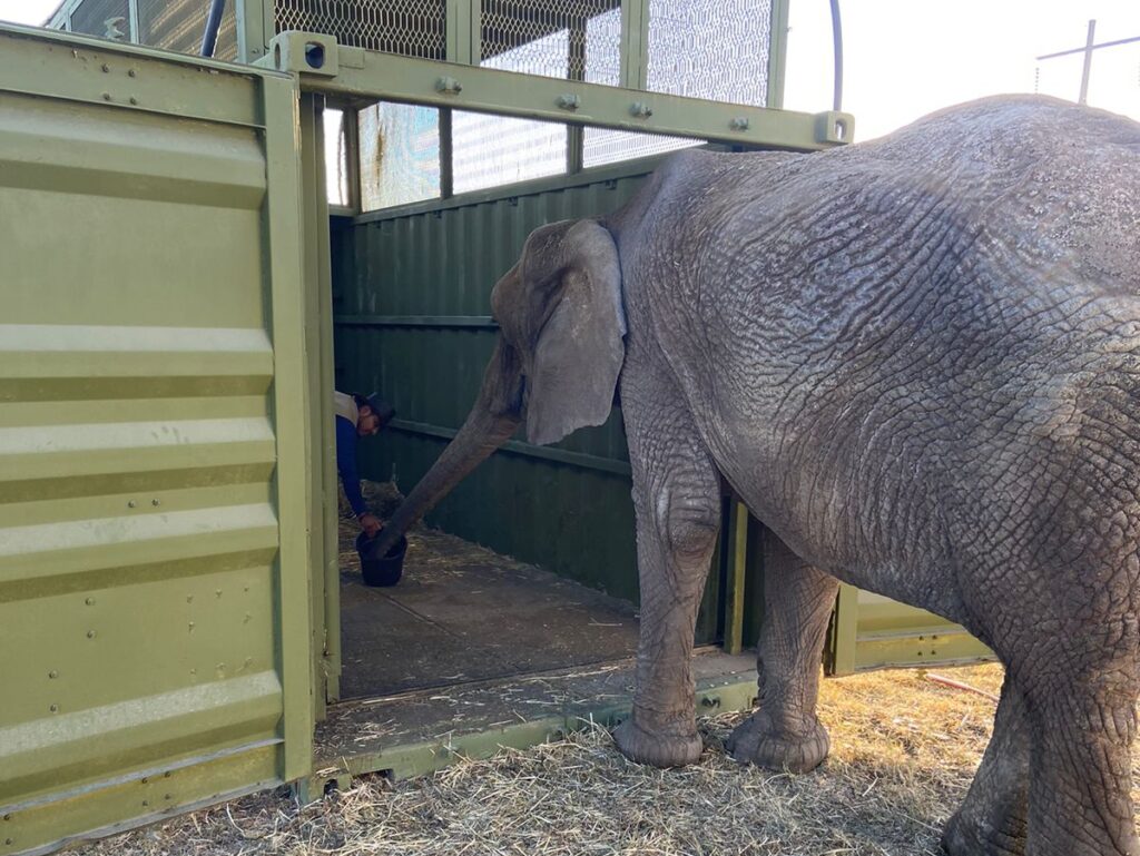 Trasladan a elefanta Annie a su nuevo hogar en la Ciudad de México