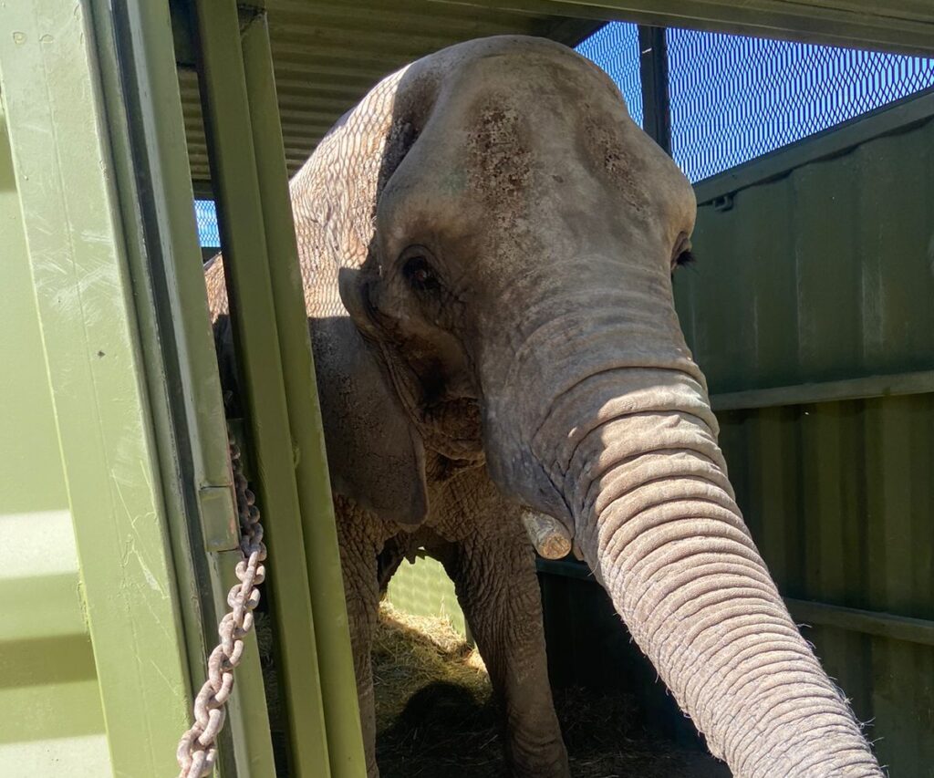 Trasladan a elefanta Annie a su nuevo hogar en la Ciudad de México