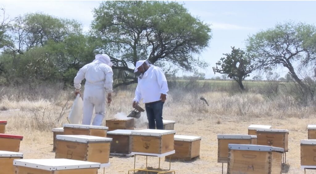 Sequía afecta a apicultores en León; los orilla a vender sus colmenas 