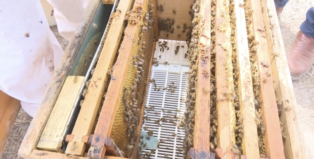 Sequía afecta a apicultores en León; los orilla a vender sus colmenas 