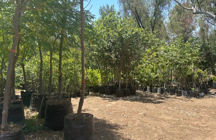 Regalan plantas y arbolitos en el vivero de León ¿Cómo obtener uno?
