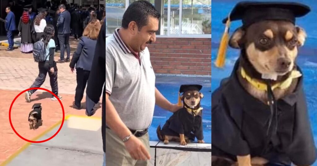 Esta es la historia de Canelo, el perrito graduado en Celaya