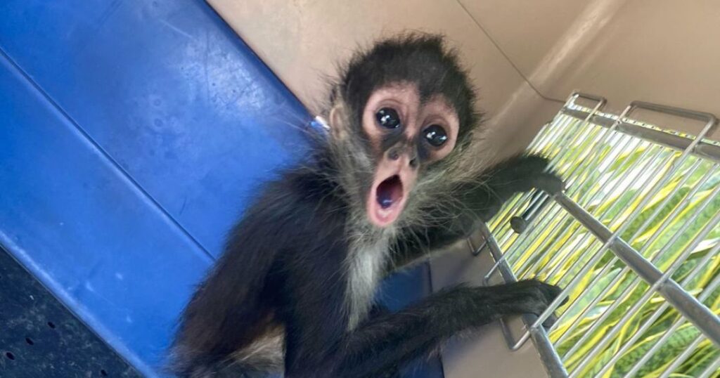Rescatan a mono araña, tigre y tortuga del desierto en León