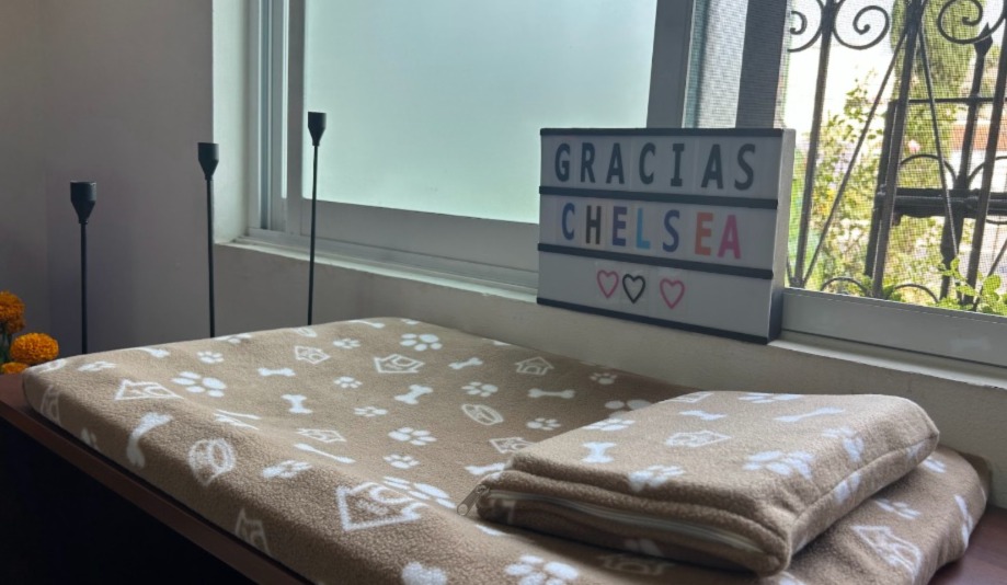 Incrementan las incineraciones de mascotas en León