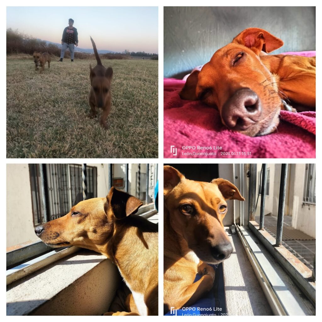 Exigen justicia para 'Chorizo', perro atropellado fuera de su hogar en León