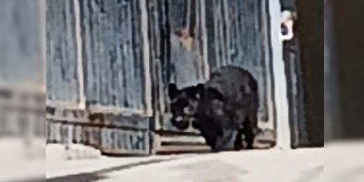 Pantera suelta en Guanajuato ¿qué pasará si descubren tenencia ilegal