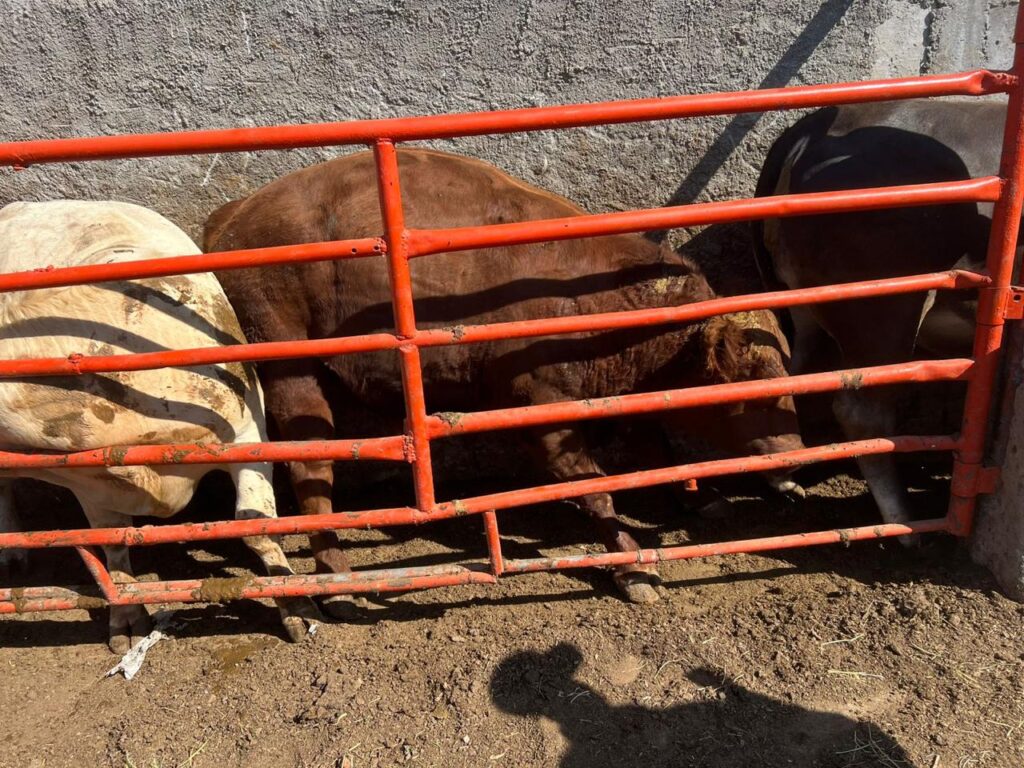 Aseguran en Guanajuato cabezas de ganado posiblemente con clembuterol 