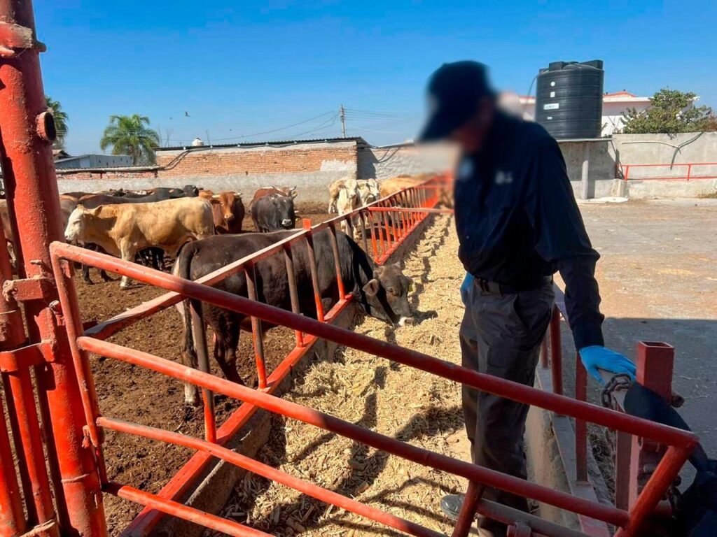 Aseguran en Guanajuato cabezas de ganado posiblemente con clembuterol 