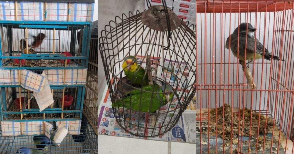 Detienen a traficante de aves en Celaya; le aseguraron 176 ejemplares