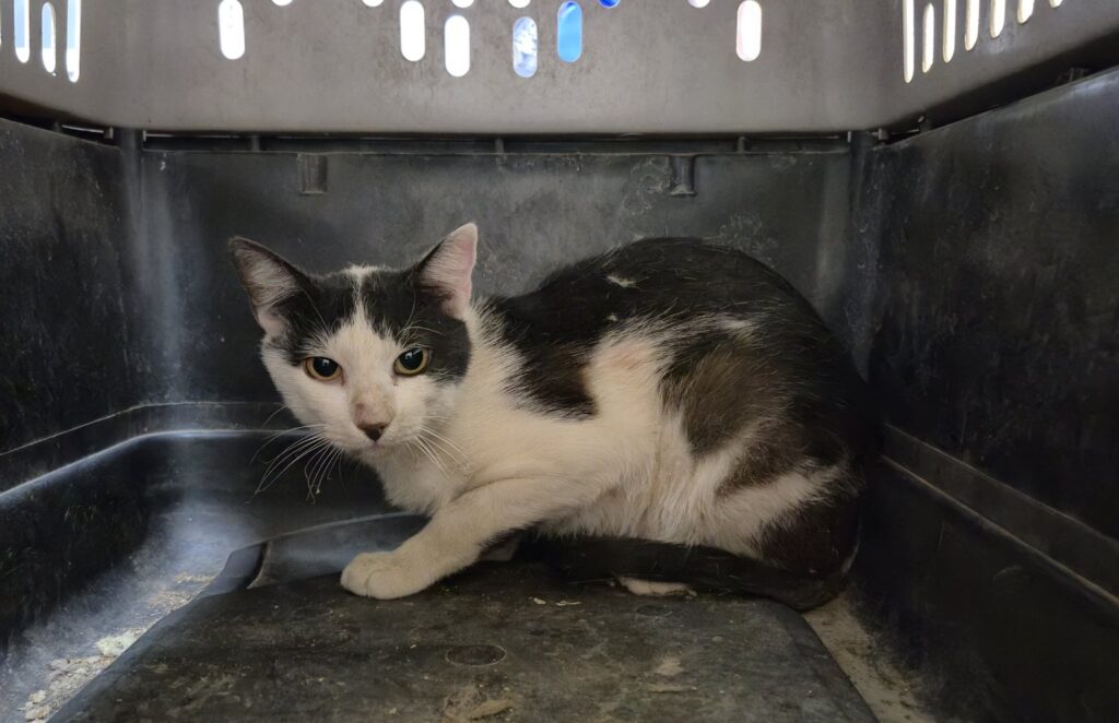 Llegan a León gatos maltratados con pirotecnia en Xichú