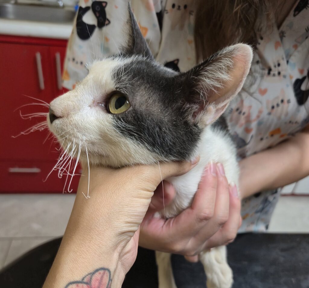 Llegan a León gatos maltratados con pirotecnia en Xichú